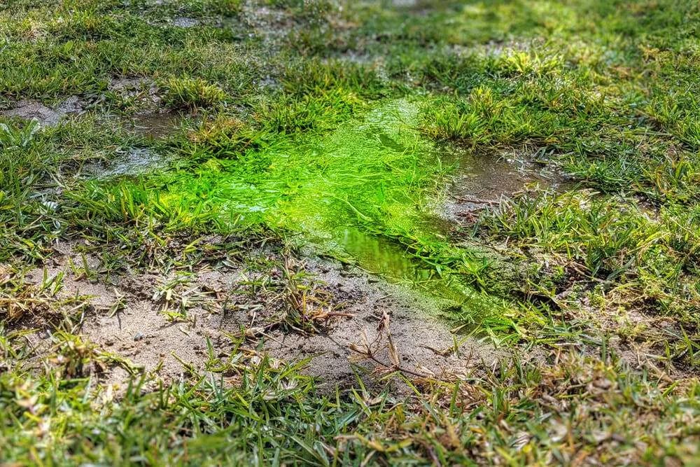 Septic Dye Test
